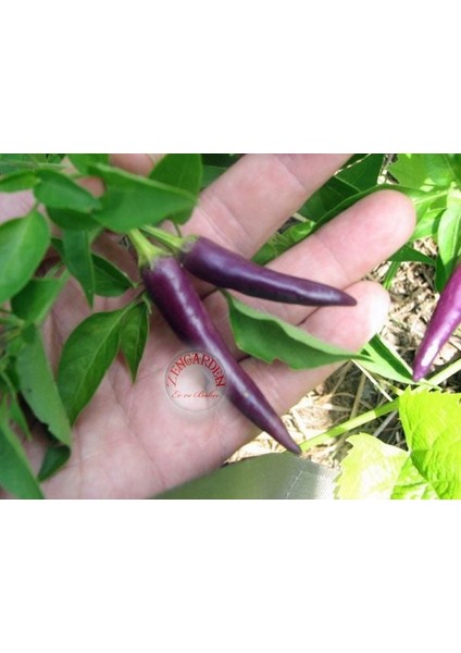 Mor Cayenne Acı Biber Tohumu Geleneksel Long Purple Cayenne Seeds modelleri