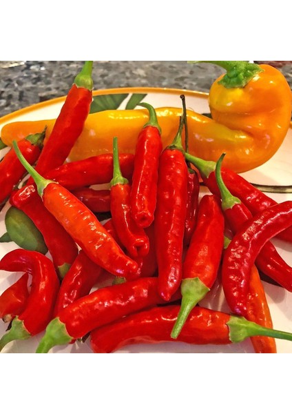 Onza Acı Biber Tohumu Capsicum Annuum modelleri