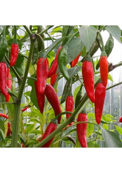Onza Acı Biber Tohumu Capsicum Annuum fırsatları