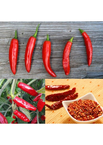 Onza Acı Biber Tohumu Capsicum Annuum indirimleri
