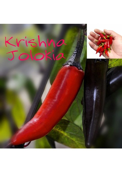 Kirshna Jolokia Acı Biber Tohumu fırsatları