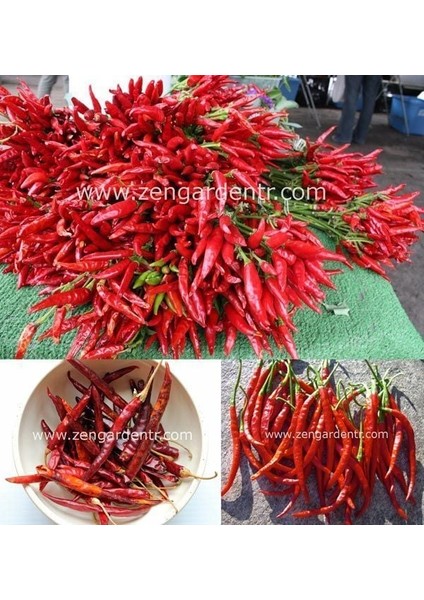 Acı Biber Tohumu Chili De Arbol Geleneksel modelleri