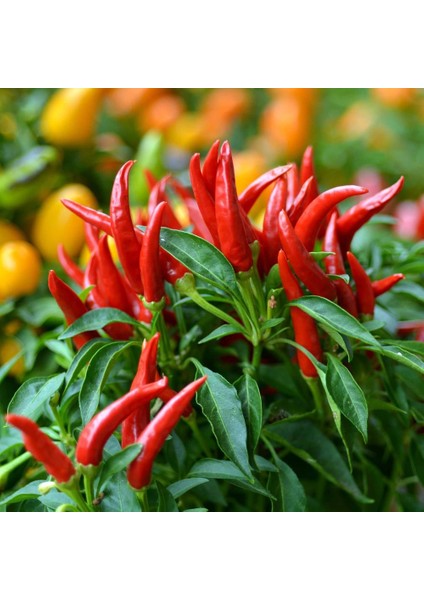 Piri Piri Chili Biberi Tohumu Capsicum Baccatum