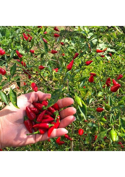 Piri Piri Chili Biberi Tohumu Capsicum Baccatum fiyatları