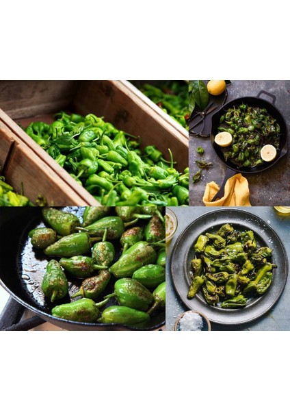 Padron Acı Biber Tohumu