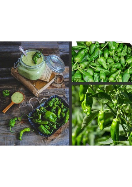 Padron Acı Biber Tohumu