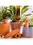 Çiçek ve Çim Damla Sulama Otomatik Sulama Cihazı 8 Paket Seramik Tembel Su Süzgeç Terracotta Bahçe Su Süzgeç (Yurt Dışından) 2
