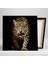 Vahşi Leopar Growling Leopard Afrika Aslan Kare Kanvas Tablo 2