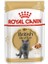British Shorthair Yetişkin Kedi Yaş Maması 85 gr x 12 Adet 1