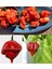 Trinidad Scorpion Çok Acı Biber Tohumu Akrep Biberi 3
