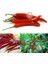 Cayenne Kırmızı Kıl Biber Tohumu Chili Pepper Çok Acı 2