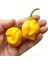 Sarı Habanero Biberi Tohumu Acı 1