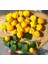 Sarı Habanero Biberi Tohumu Acı 3