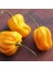 Sarı Habanero Biberi Tohumu Acı 4