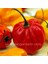 Kırmızı Habanero Biber Tohumu Acı 1