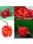 Kırmızı Habanero Biber Tohumu Acı 3