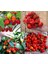 Kırmızı Habanero Biber Tohumu Acı 4