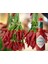 Tabasco Acı Biber Tohumu 3