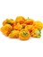 Acı Sarı Mantar Biber Tohumu Jamaican Yellow Mushroom 4