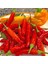 Onza Acı Biber Tohumu Capsicum Annuum 3