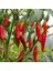 Onza Acı Biber Tohumu Capsicum Annuum 4