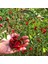 Piri Piri Chili Biberi Tohumu Capsicum Baccatum 2