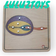 Luluztoys Montessori Tohum Puzzle