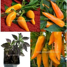 Zengarden Orozco Acı Biber Tohumu Geleneksel