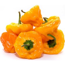 Zengarden Sarı Jamaika Acı Biber Tohumu Yellow Scotch Bonnet Jamaican