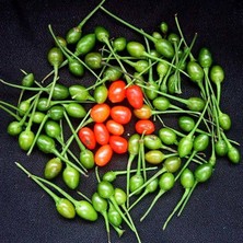 Zengarden Acı Pequin Chili Biber Tohumu Ciddi Acı Biber