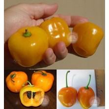 Zengarden Manzano Acı Biber Tohumu Geleneksel Chili Pepper