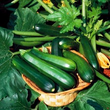 Zengarden Yaz Kabağı Tohumu Geleneksel Black Beauty Summer Squash