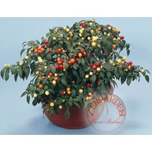 Zengarden Peppa Süs Biberi Tohumu Ornamental Chili Pepper