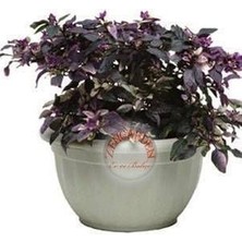 Zengarden Süs Biberi Tohumu Mor Beyaz Yeşil 3 Renk Yapraklı Kırmızı Renkli Biber Veren