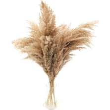 Hidden Botanics Kuru Çiçek Dekoratif Pampas 8'li Kabarık Büyük Demet 75CM Dekoratif Pampas Otu