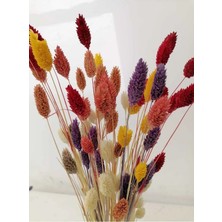 Hidden Botanics Karışık Renkler, Kuş Otu (Phalaris) Kuru Çiçek, Demet,