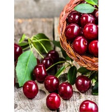 Doğa Fidancılık ( 8 Adet ) Aşılı Kütahya Vişne Fidanı 3 Yaş