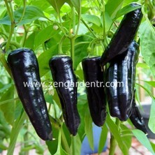 Zengarden Mor Marconi Biber Tohumu Markoni Geleneksel Tatlı