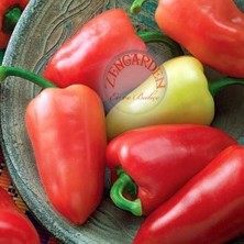 Zengarden Tatlı Pimento Biber Tohumu Geleneksel Pimento Pepper