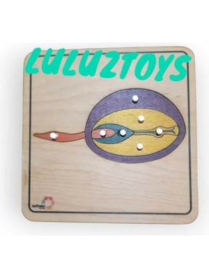 Luluztoys Montessori Tohum Puzzle
