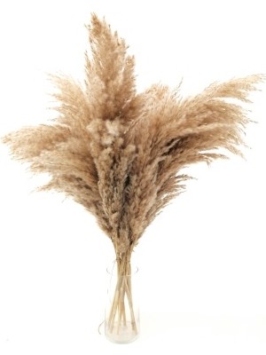 Hidden Botanics Kuru Çiçek Dekoratif Pampas 8'li Kabarık Büyük Demet 75CM Dekoratif Pampas Otu