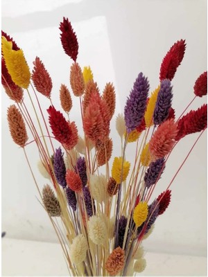 Hidden Botanics Karışık Renkler, Kuş Otu (Phalaris) Kuru Çiçek, Demet,