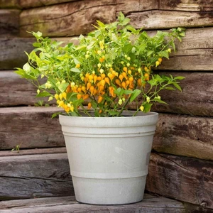 Sarı Biquinho Biber Tohumu