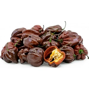 Çikolata Habanero Biber Tohumu Çok Acı Chocolate Habanero Capsicum Chinense