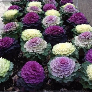 Köy Tohumları 30 Adet Tohum Organik Bahçe Süs Lahana Çiçeği Tohumu Balkon Çiçeği