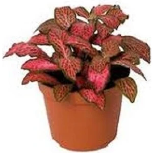 Yaprak Güzeli Fittonia Kırmızı Puantiyeli 10-20 cm