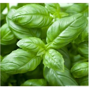 North Star Seed Yeşil Reyhan 2gr