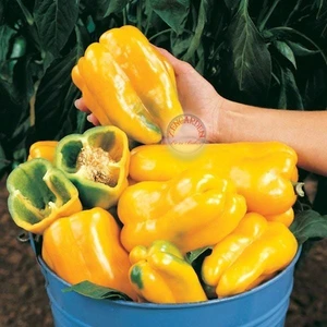 Sarı Dev  Biberi Tohumu Geleneksel Quadrato D'asti Giallo