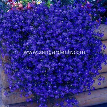 Zengarden Safir Mavi Sarkan Lobelya Tohumu Lobelia Pendula Fiyatı
