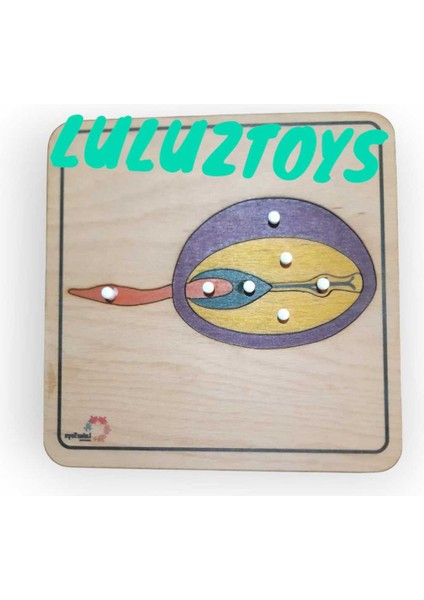 Montessori Tohum Puzzle
